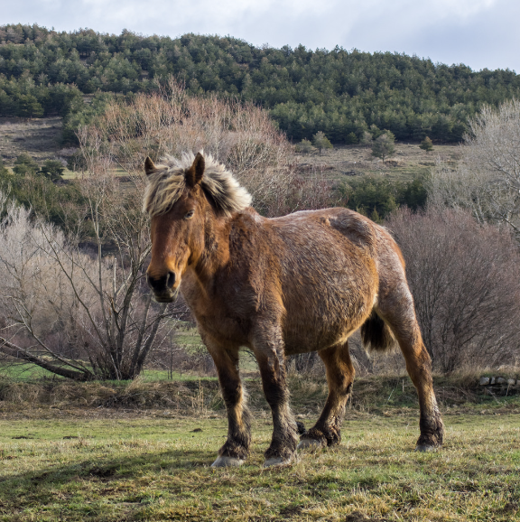 neige cheval 